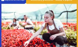 Młoda dziewczyna w fartuchu pracuje w szklarni, pielęgnując czerwone kwiaty. To przykład pracownika młodocianego.